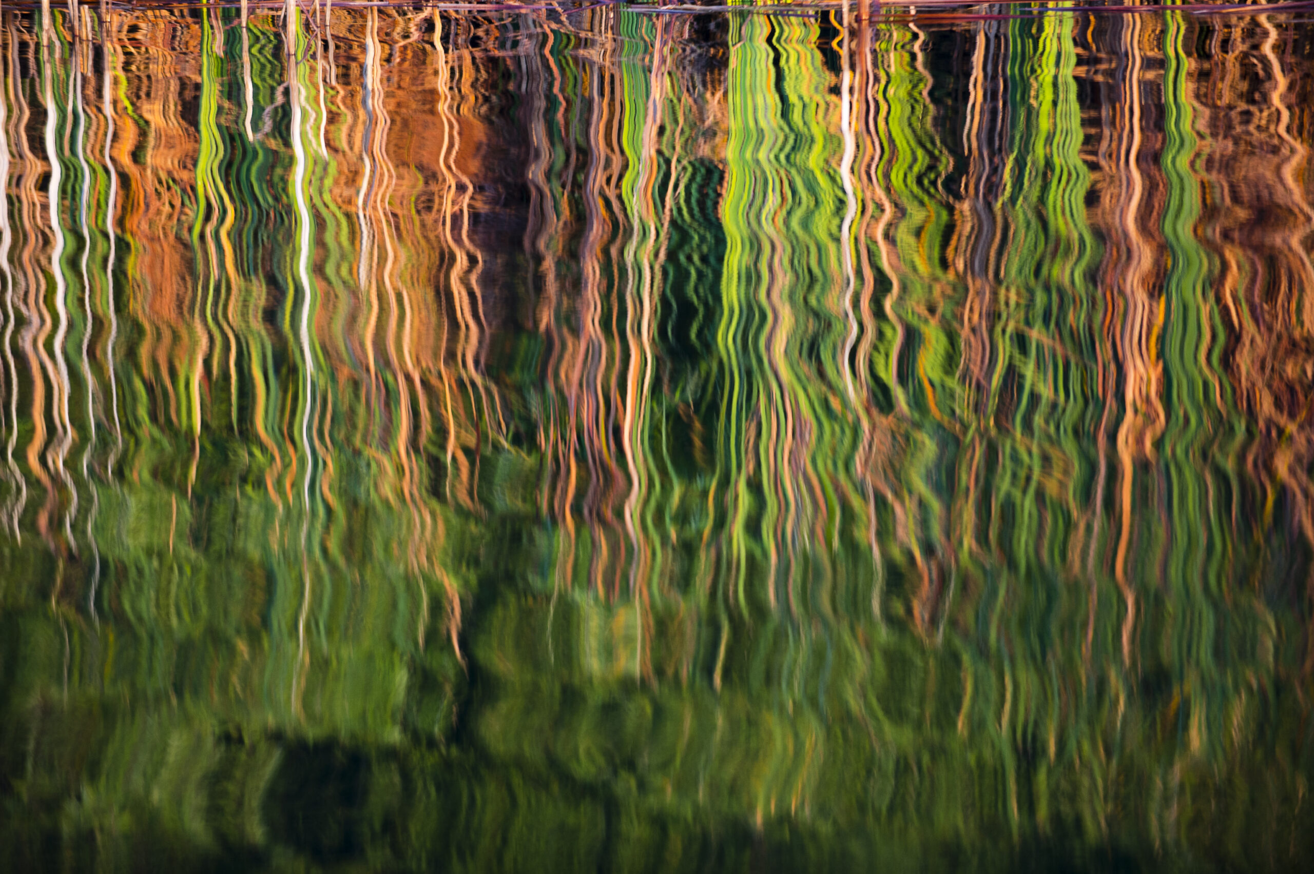 Reflection of Reeds